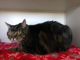 Milo (21078602)