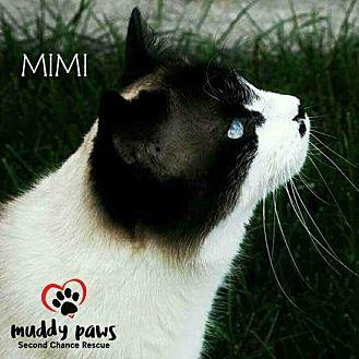 MiMi (Courte (19842576)