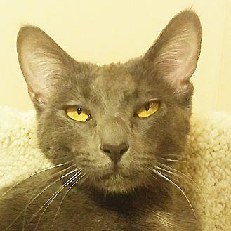 Mink (21099071)