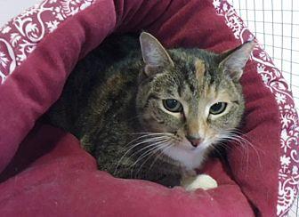 Miss Foxy (20834371)