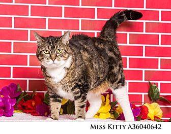 Miss Kitty (19046372)