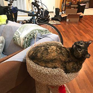 Miss Kitty (20852539)