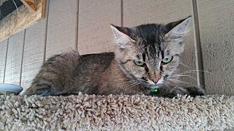 Miss Kitty G (13513711)