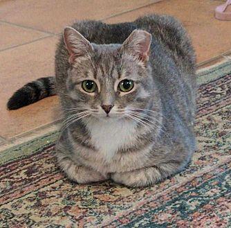 Miss Mousse (19499803)