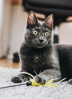 Miss Smokey (18317953)