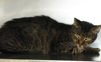Missy (20536836)