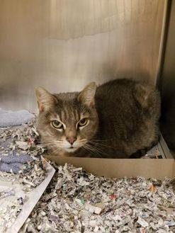 Missy (20966887)