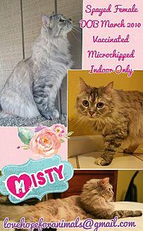 Misty (14431812)
