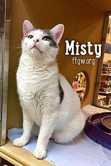 Misty (21018493)