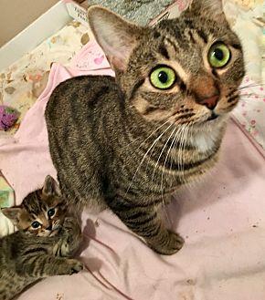 Mom and kitt (21064398)