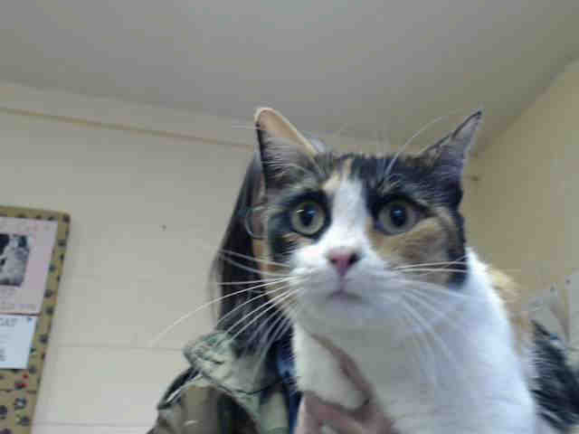 MOMMA MIA (A014861)