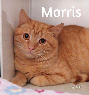 Morris (20911522)