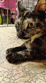 moxie (19097097)