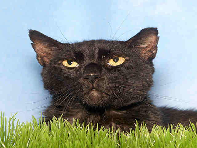 MR BLACK (A036577)