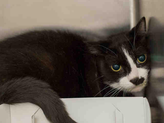 MR BOOTS (A829623)