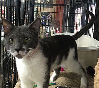 Mr. Jinx (20953114)
