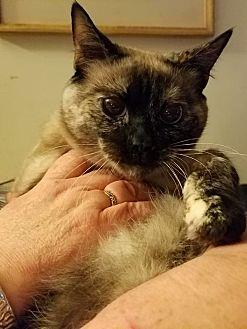 Ms. Kitty (20712225)