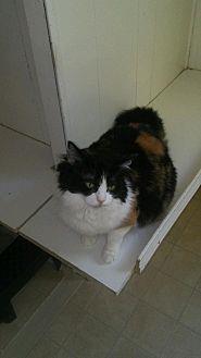 Muffin (15267774)