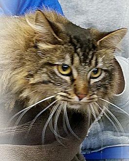 Munchkin (20860017)