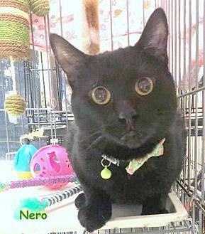 NERO (20495308)