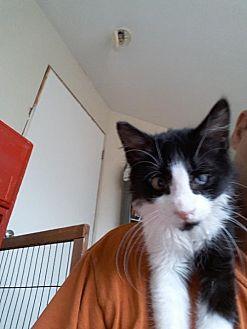 Nibbler (20695442)