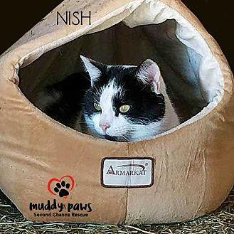 Nish (Courte (20308903)