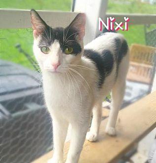 Nixi (18956727)