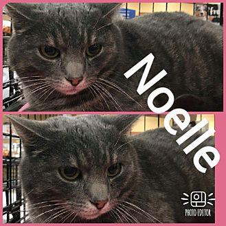 Noelle (20857621)