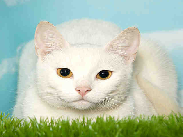 NOVA (A035085)