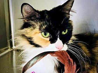 Nuzzly Cat (20658494)