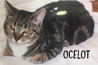 OCELOT (20955558)