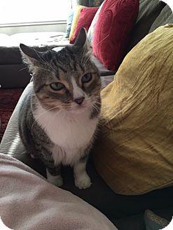 Olive (14455884)