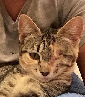 Olive (20657680)