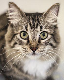 Olive (20834801)