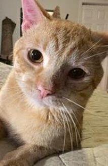 Oliver (15343337)
