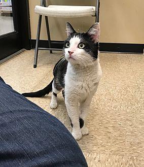 Oliver-Adopt (20693859)