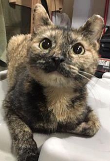 Olivia (20734473)