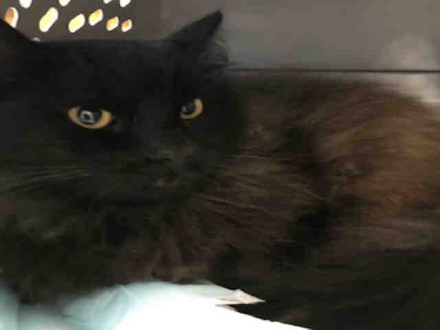 OLLIE (A002528)