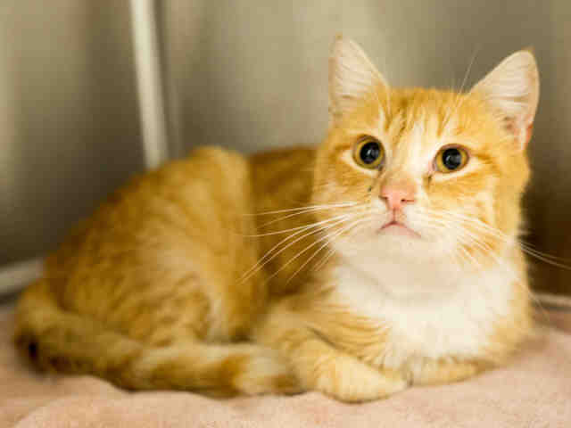OLLIE (A906567)