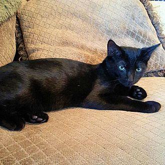 Onyx (19237215)