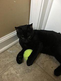 Onyx (20535345)