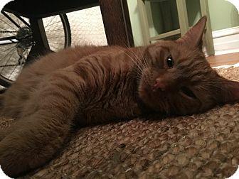 Opie (18631599)