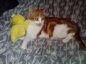 Opie (21025467)