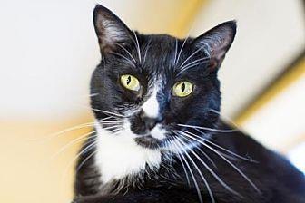 Oreo (14905514)