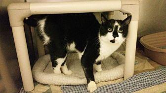 Oreo (20129589)