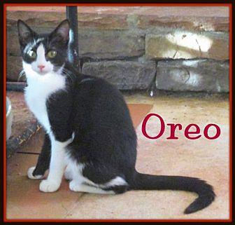 Oreo (20657189)