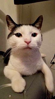 Oreo (20858775)
