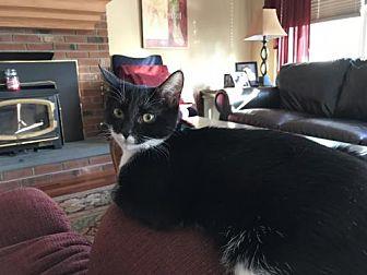 Oreo (20911762)
