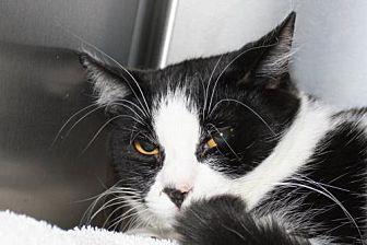 Oreo (21021233)