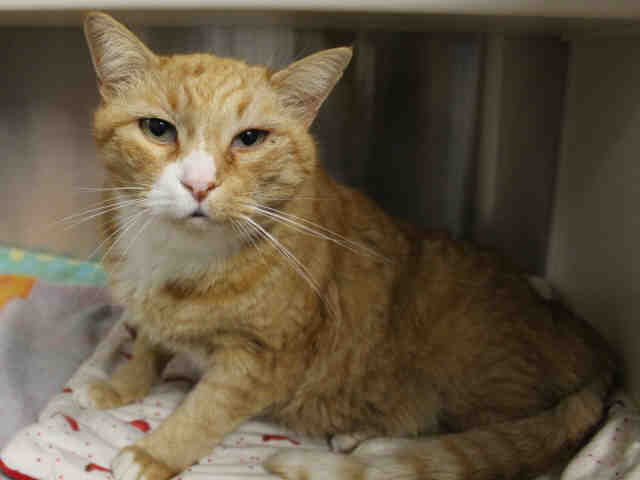 *ORLY (A158723)